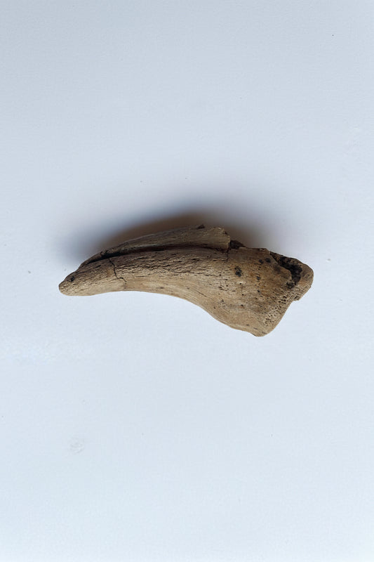 3.9"Tyrannosaurus Claw (Judith River)