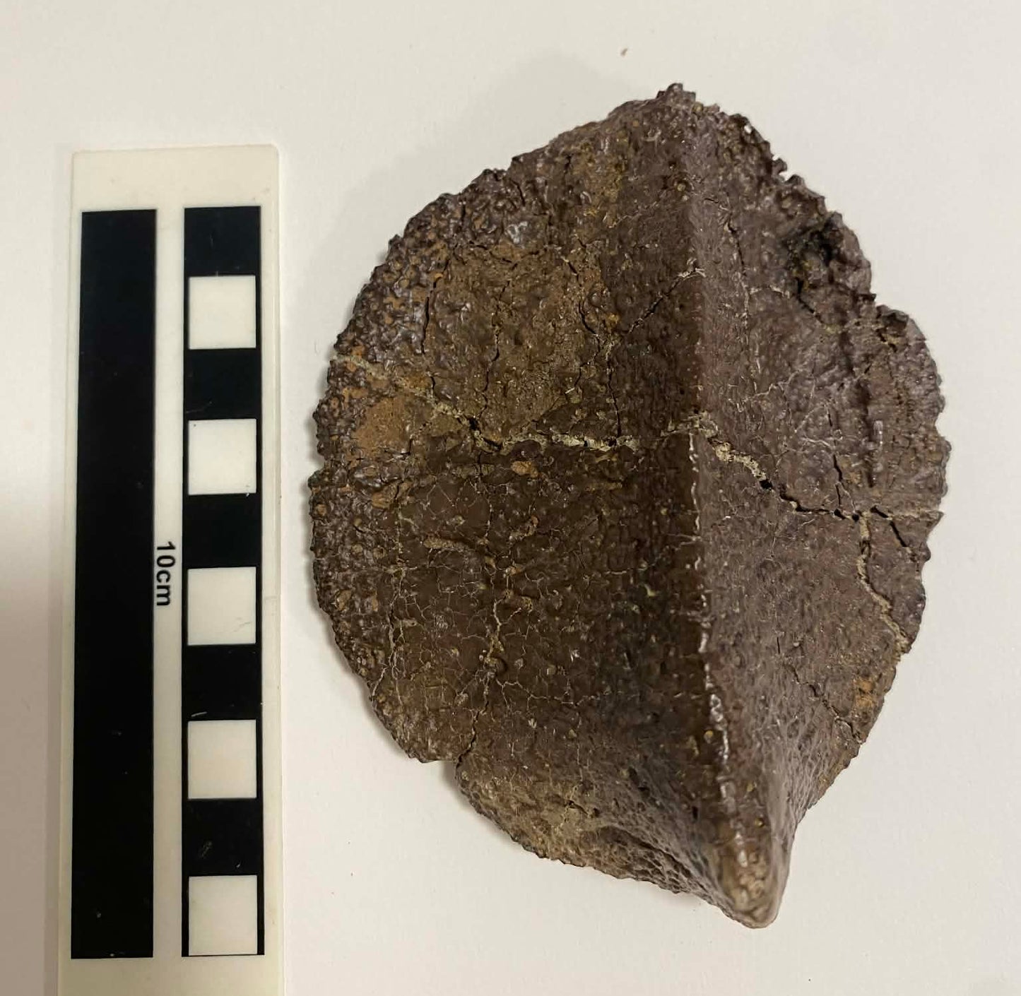 4.4" Ankylosaurus Scute (Judith River)