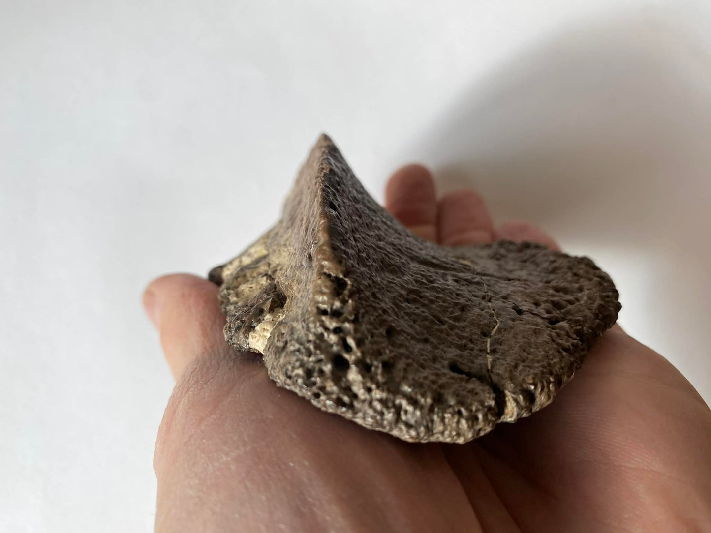 4.25" Ankylosaurus Scute (Judith River)