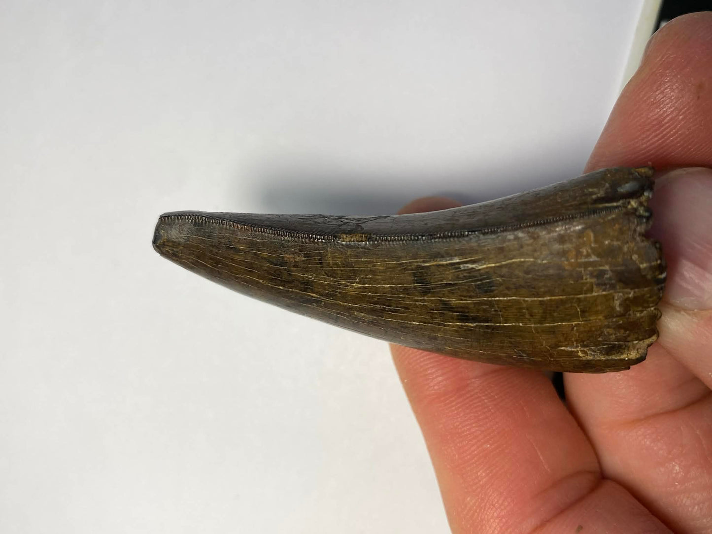 2.375" Tyrannosaur Tooth (Judith River)