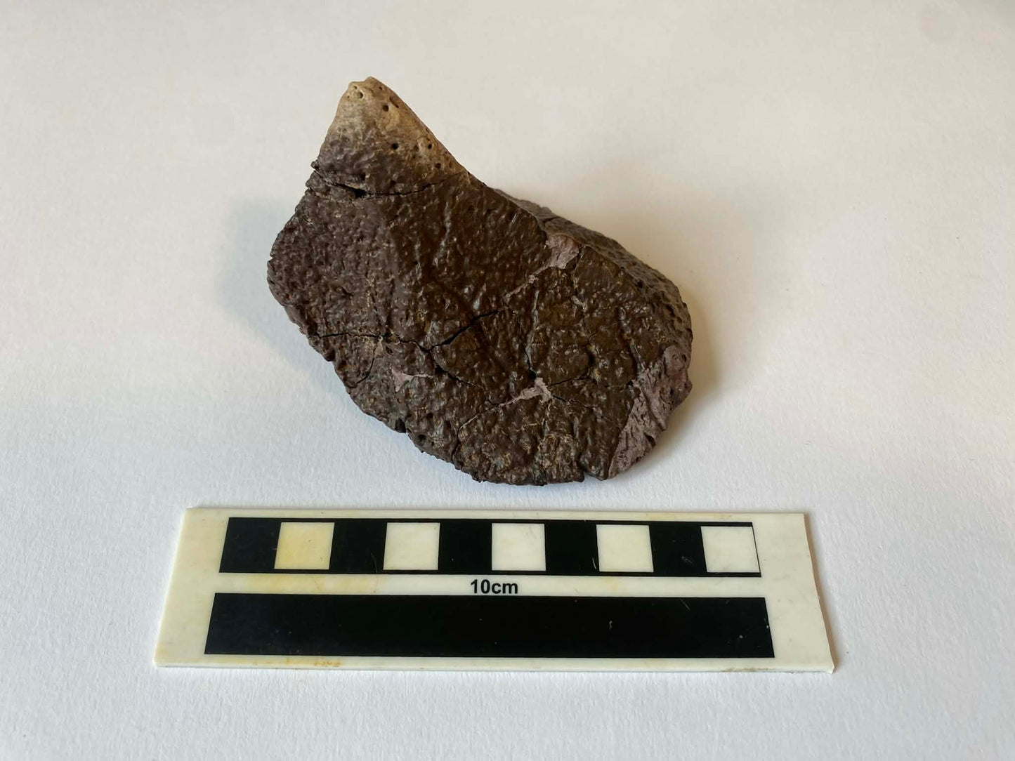 3.5" Ankylosaurus Spiked Scute (Judith River)