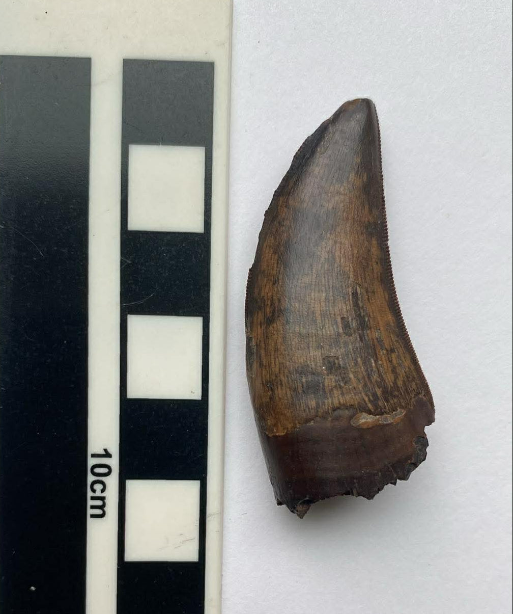 2.01" Tyrannosaurus Tooth (Dinosaur Park)
