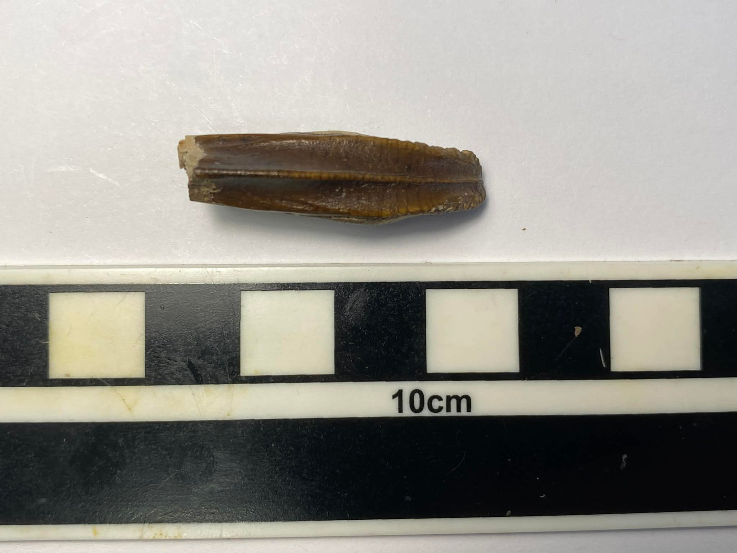 1.25" Hadrosaur Tooth (Judith River)