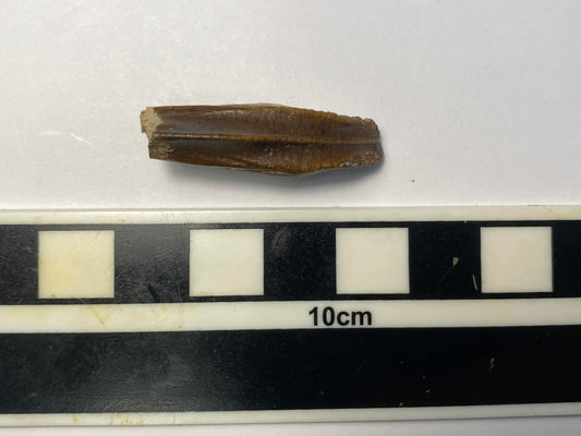 1.25" Hadrosaur Tooth (Judith River)