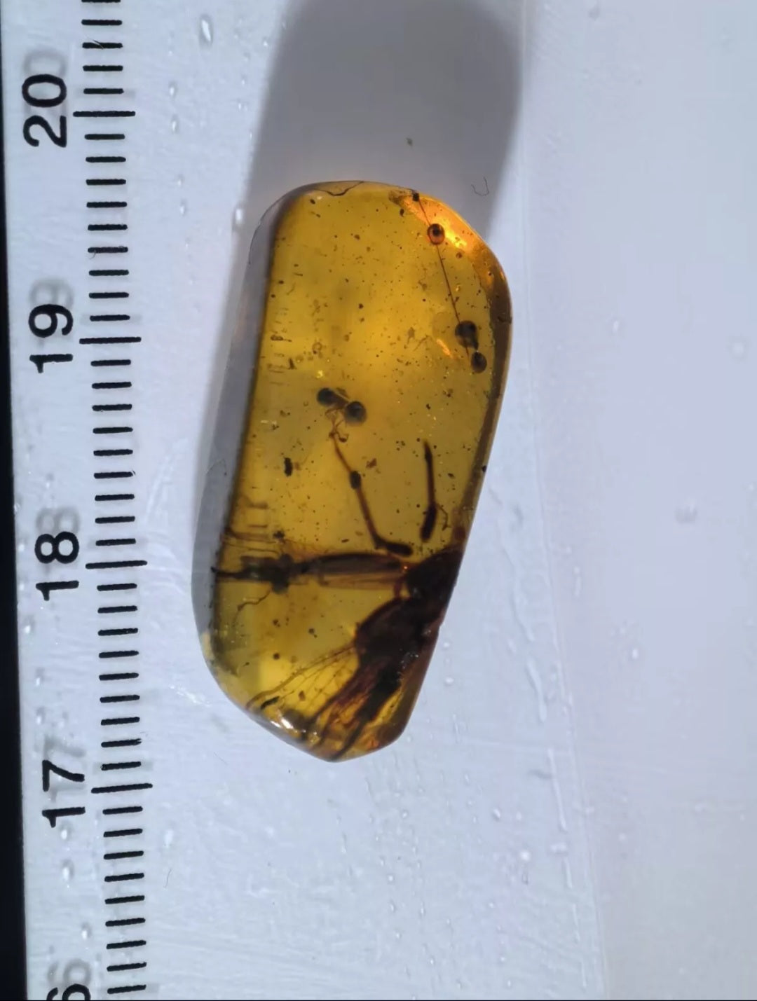 Unknown Bug In Burmese Amber