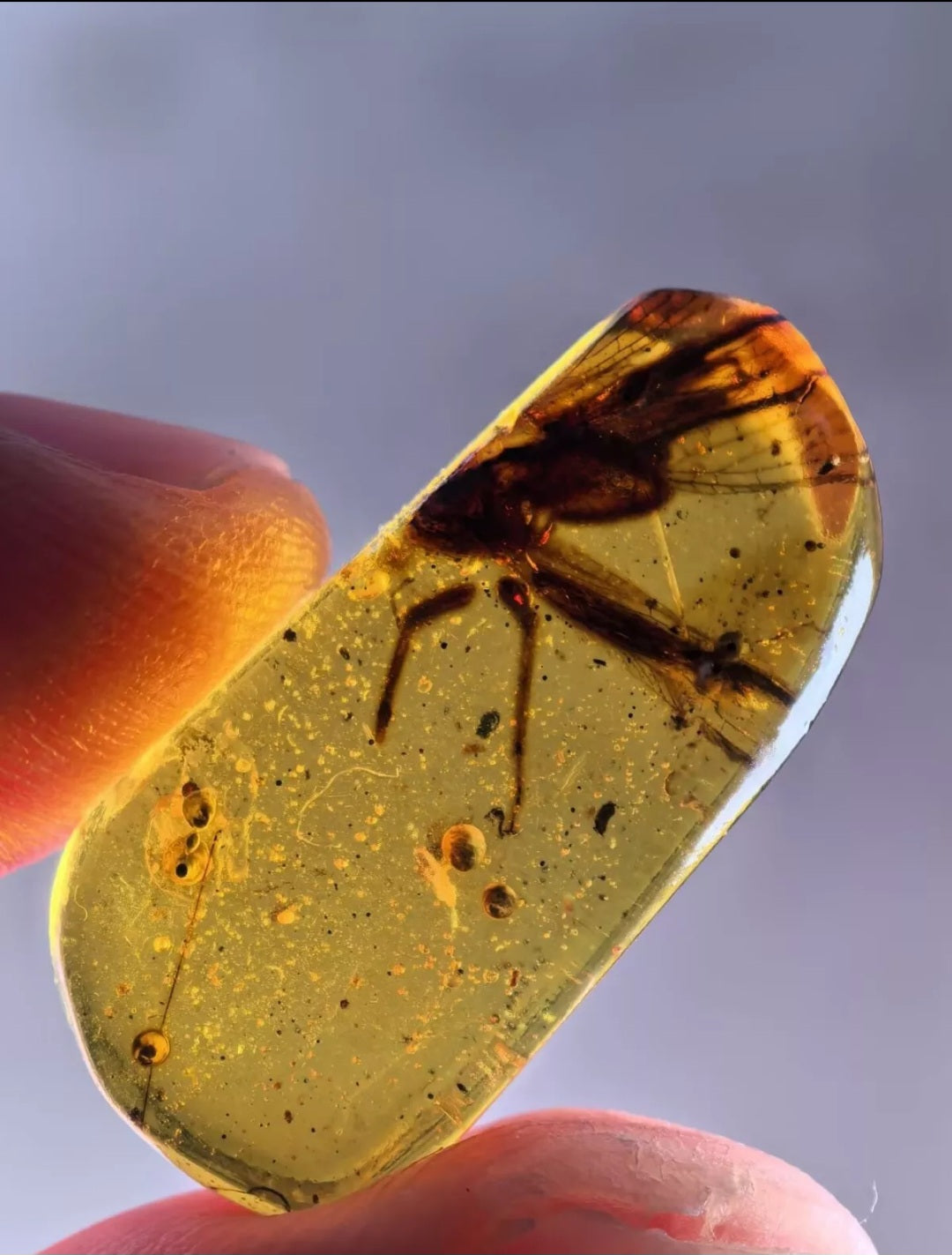 Unknown Bug In Burmese Amber