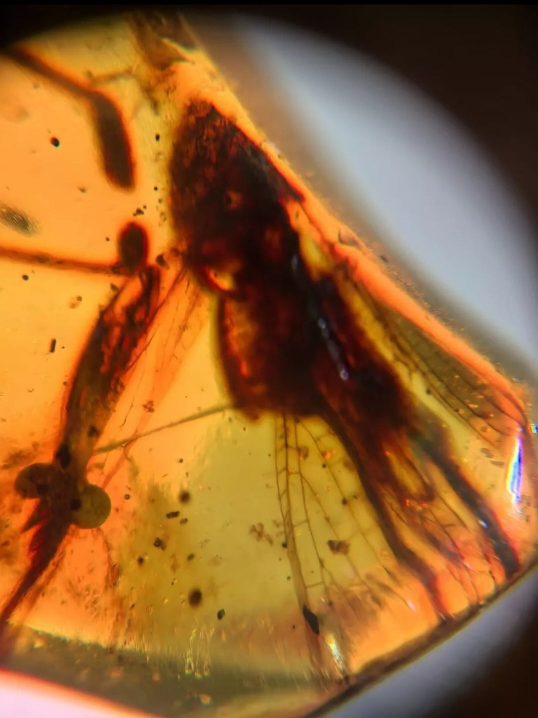 Unknown Bug In Burmese Amber