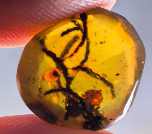 Unknown Plant Material in Burmese Amber