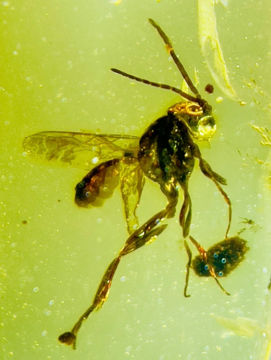 Unknown Species in Burmese Amber