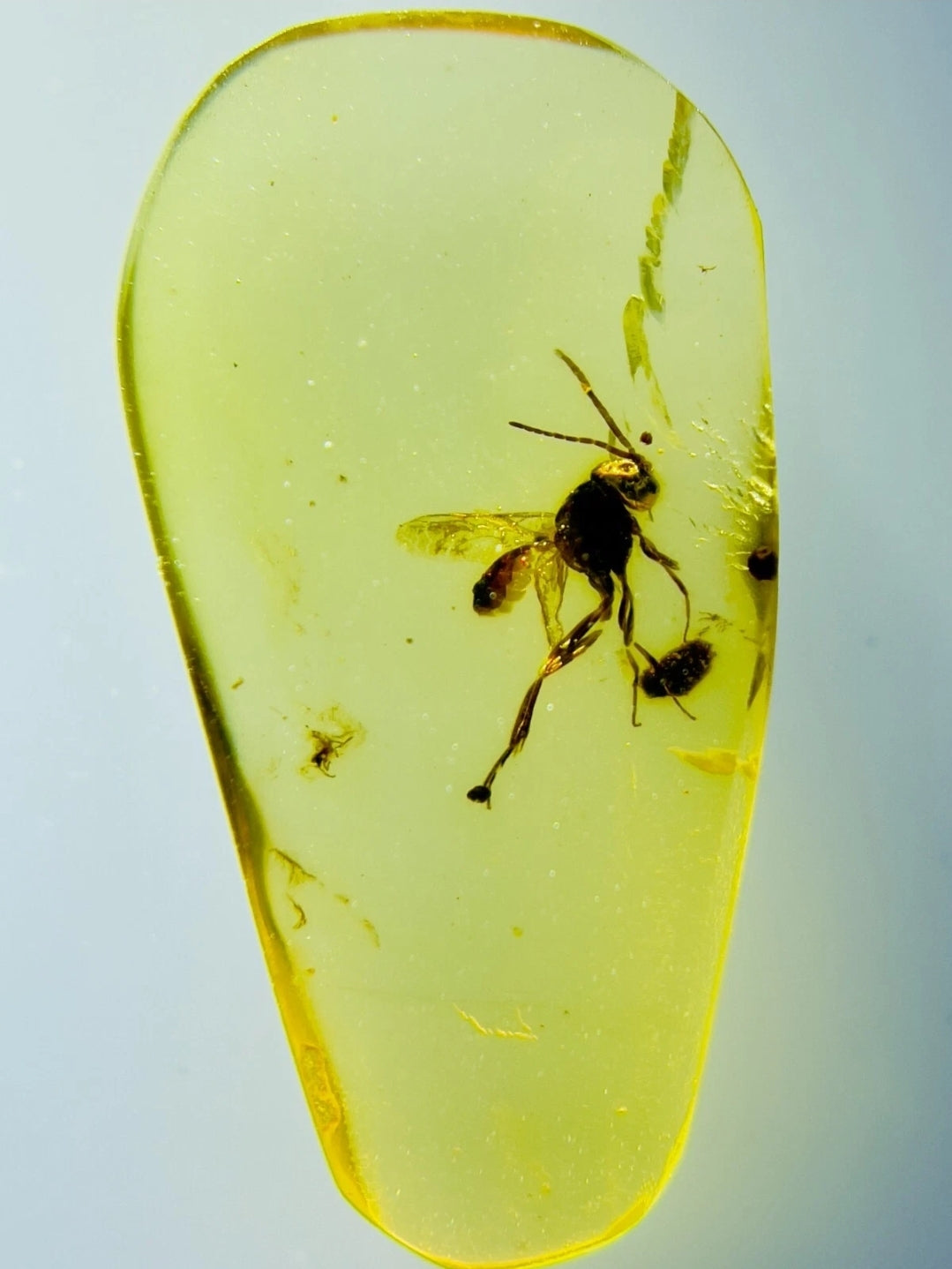Unknown Species in Burmese Amber