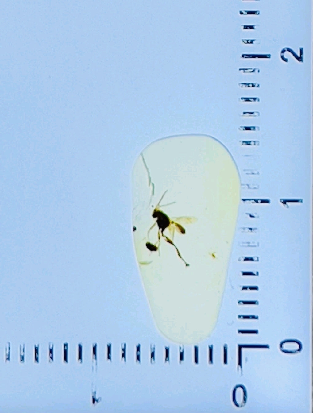Unknown Species in Burmese Amber