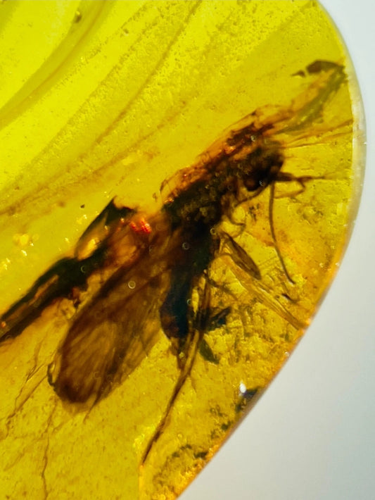 Unknown Species in Burmese Amber