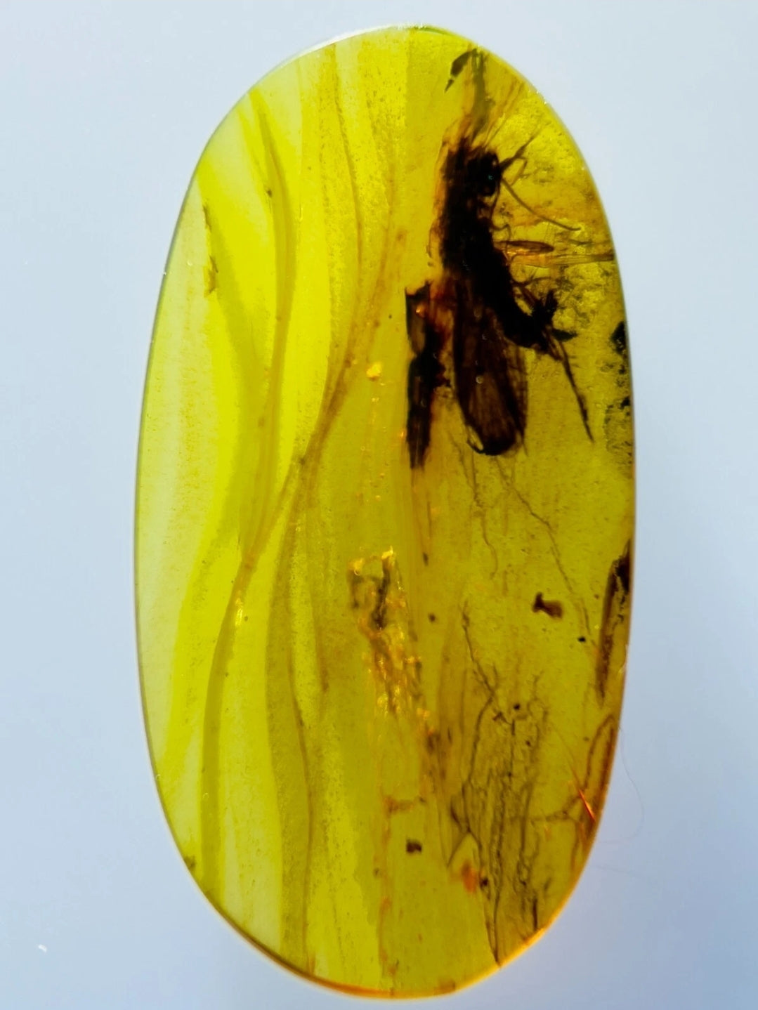 Unknown Species in Burmese Amber
