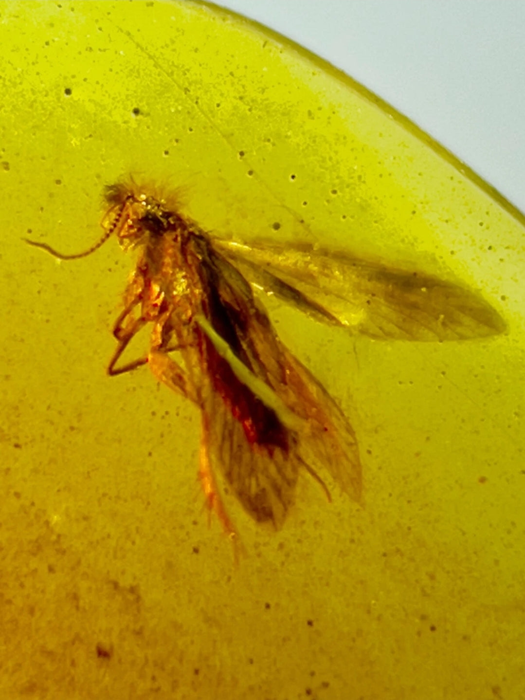 Caddisfly in Burmese Amber