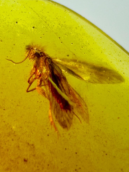 Caddisfly in Burmese Amber