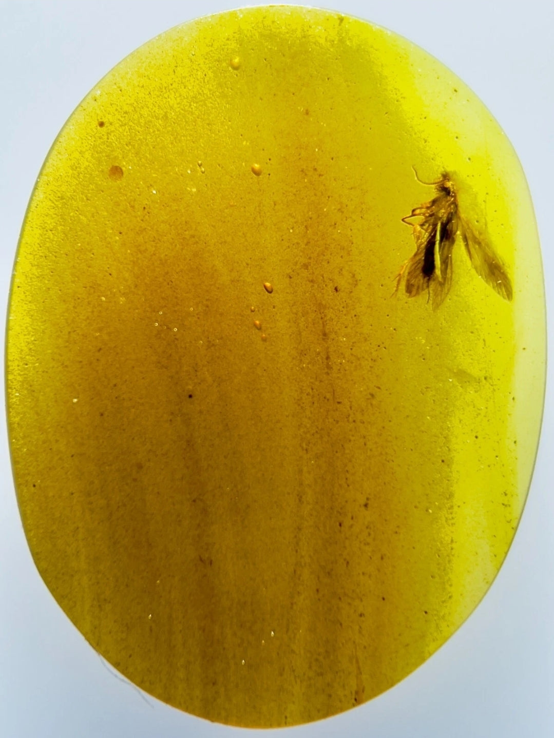 Caddisfly in Burmese Amber