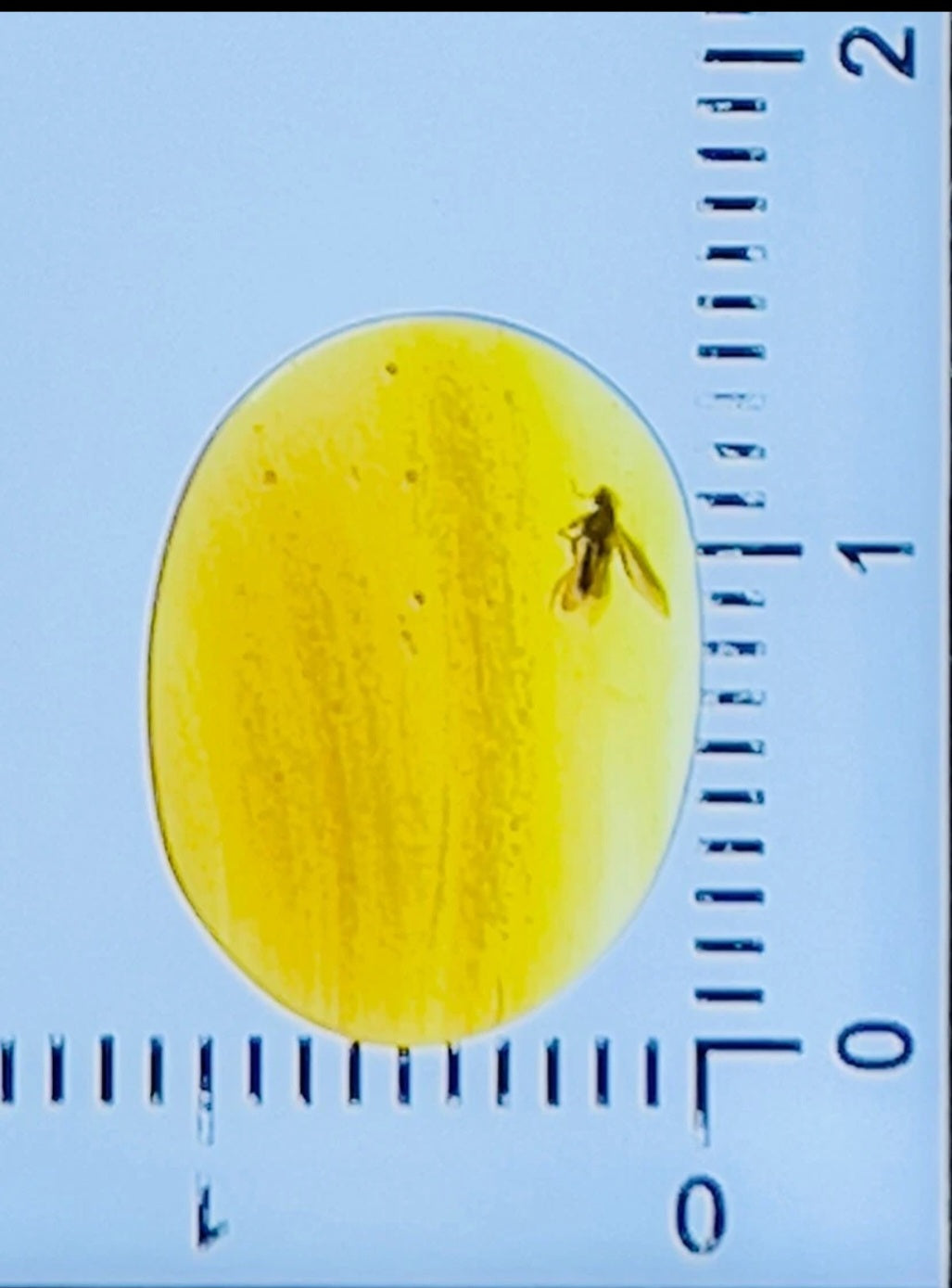 Caddisfly in Burmese Amber
