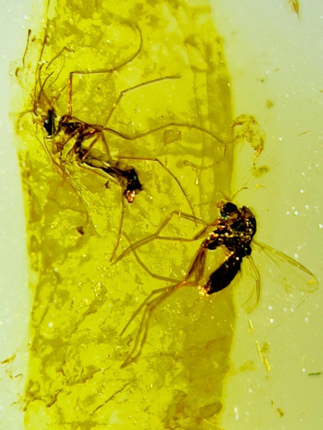 2 Mosquitos in Burmese Amber