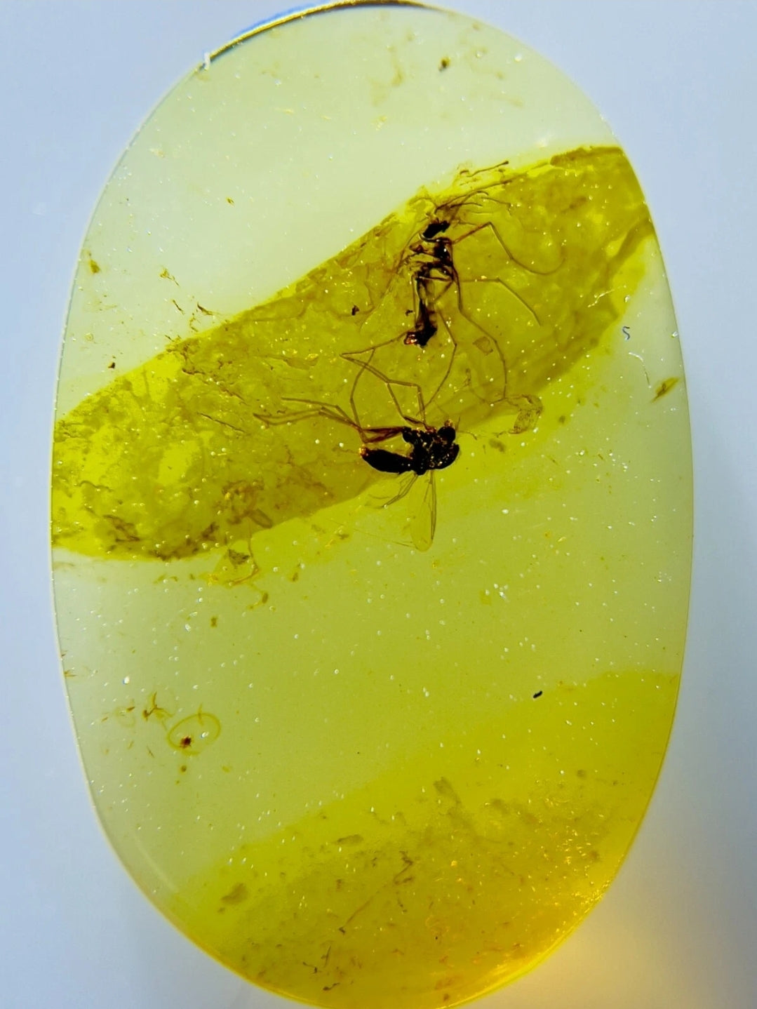 2 Mosquitos in Burmese Amber