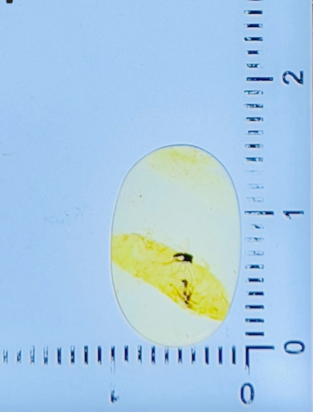 2 Mosquitos in Burmese Amber