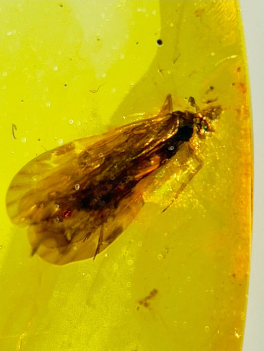 Caddisfly in Burmese Amber