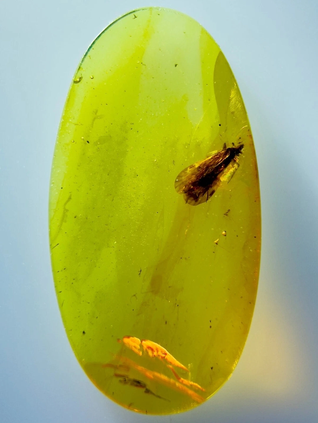 Caddisfly in Burmese Amber