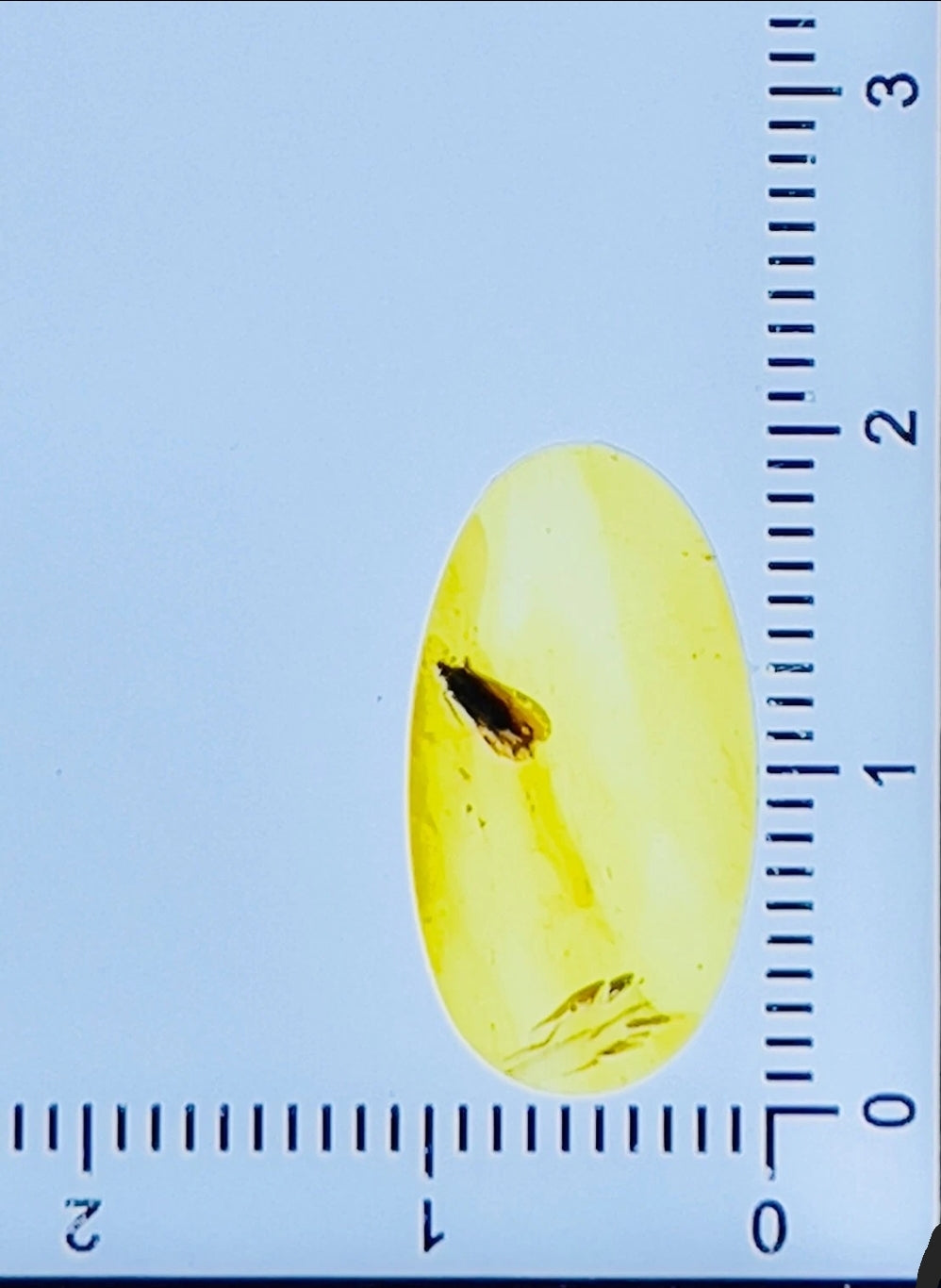 Caddisfly in Burmese Amber