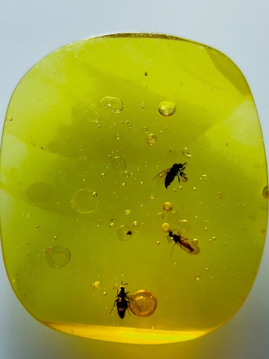 3 Bugs In Burmese Amber