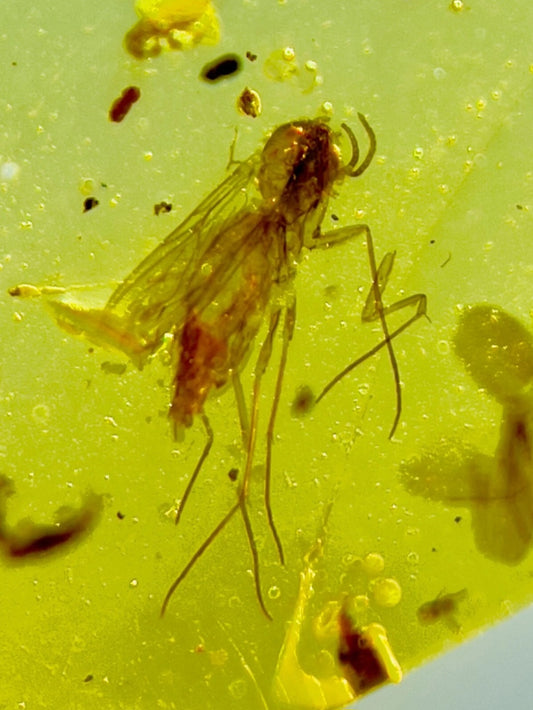 Fly in Burmese Amber