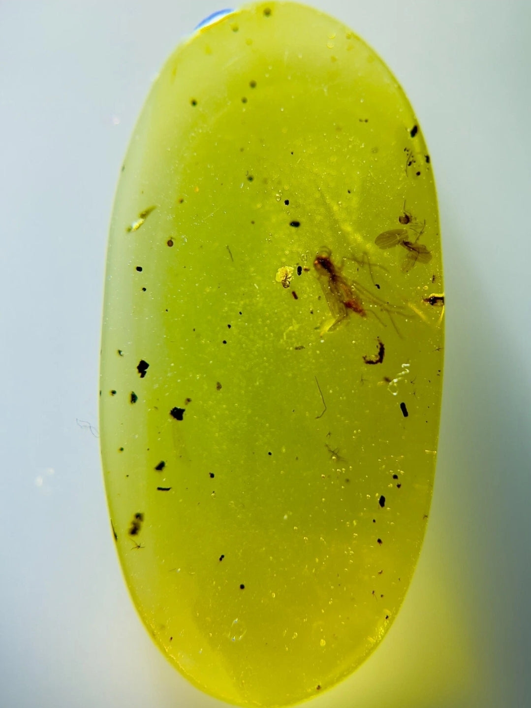 Fly in Burmese Amber