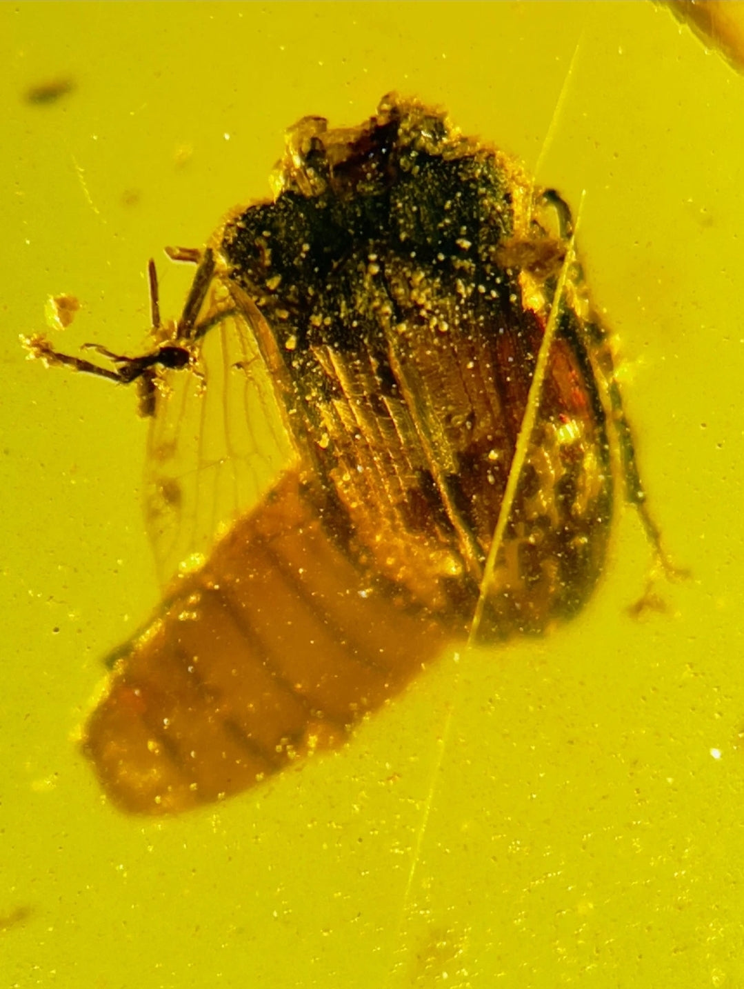 Roach in Burmese Amber