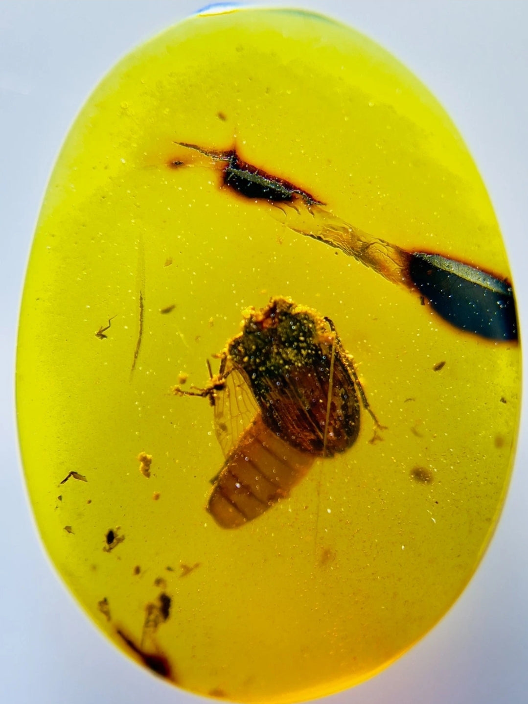 Roach in Burmese Amber