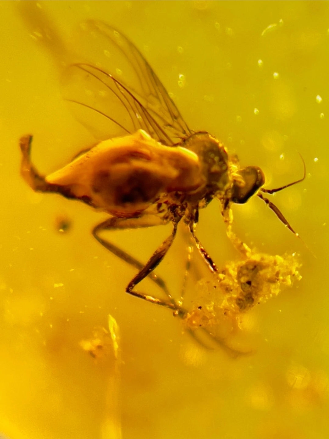 Barklice in Burmese Amber