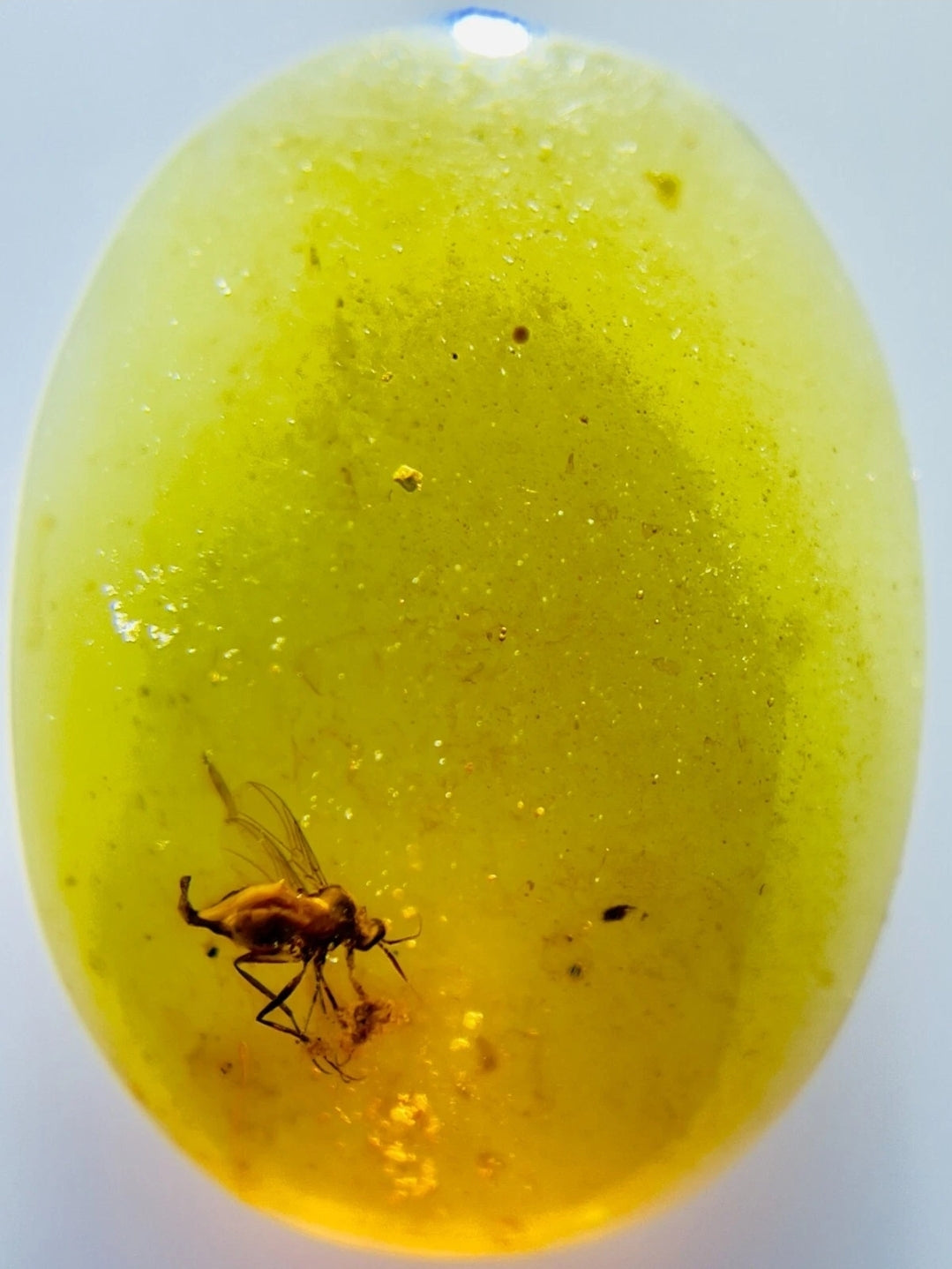 Barklice in Burmese Amber