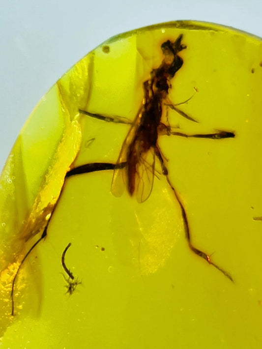 Unknown Species in Burmese Amber