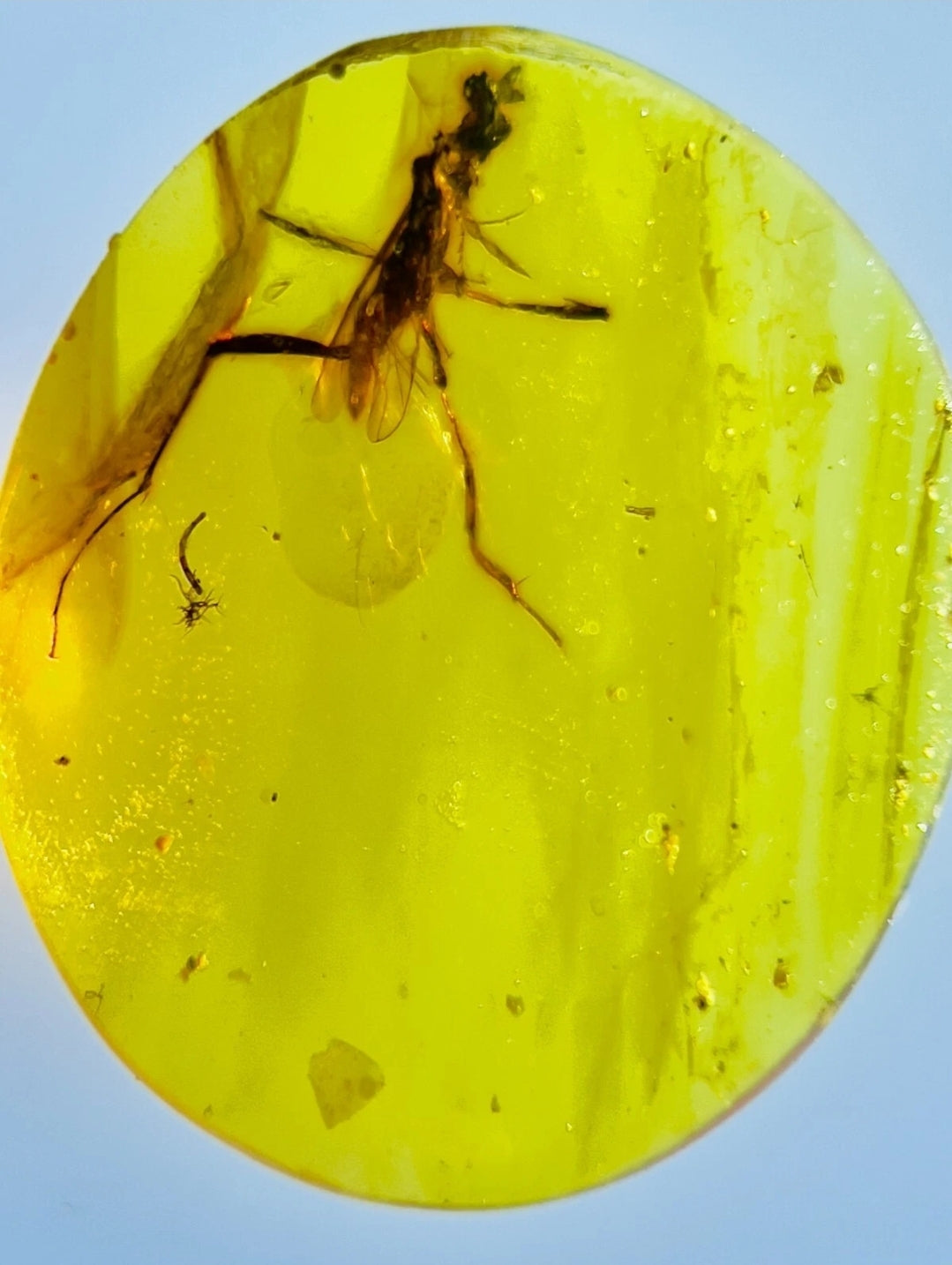Unknown Species in Burmese Amber