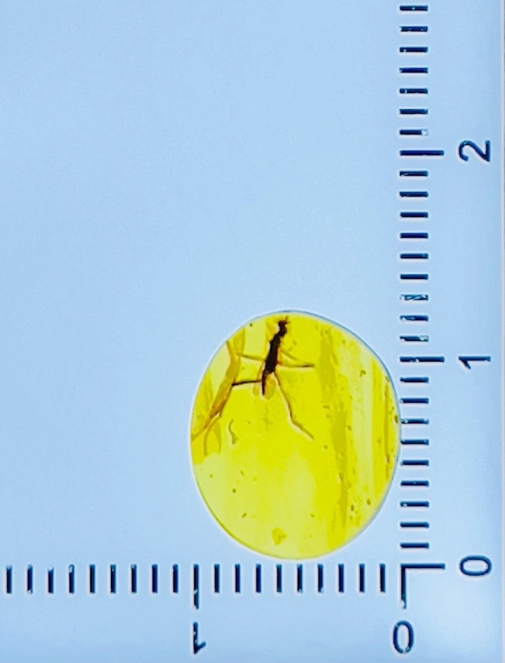 Unknown Species in Burmese Amber