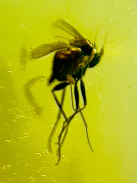 2 Bugs in Burmese Amber