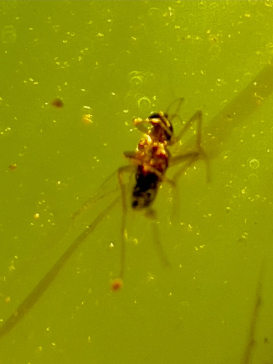 2 Bugs in Burmese Amber