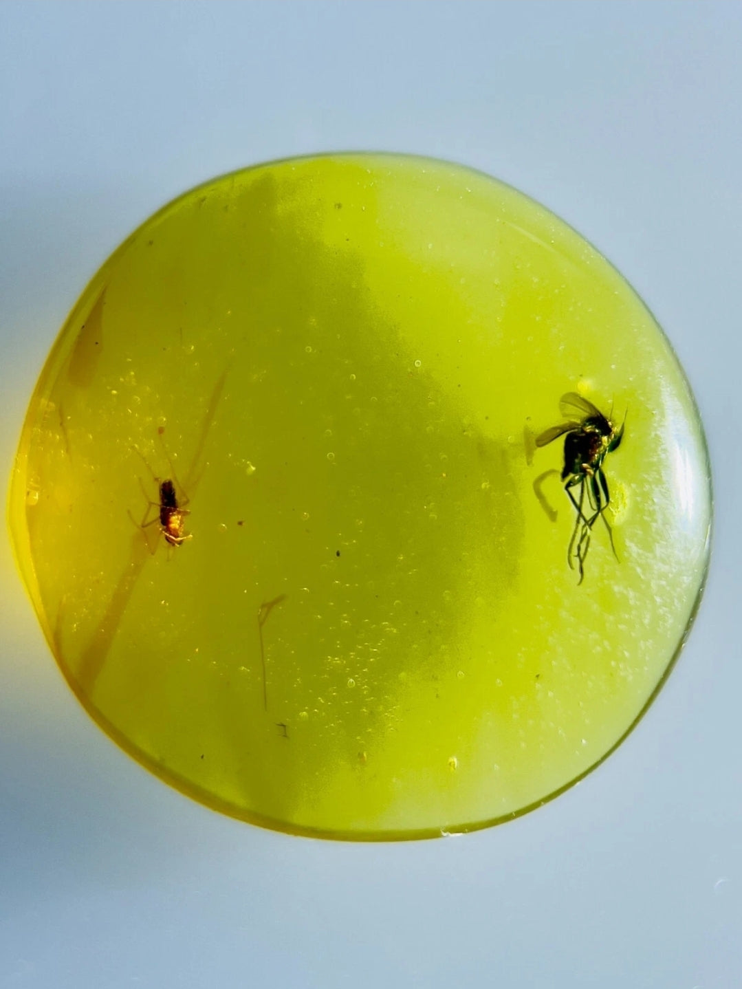 2 Bugs in Burmese Amber