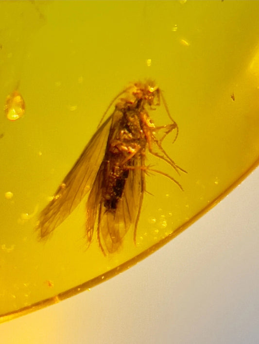Stonefly in Burmese Amber