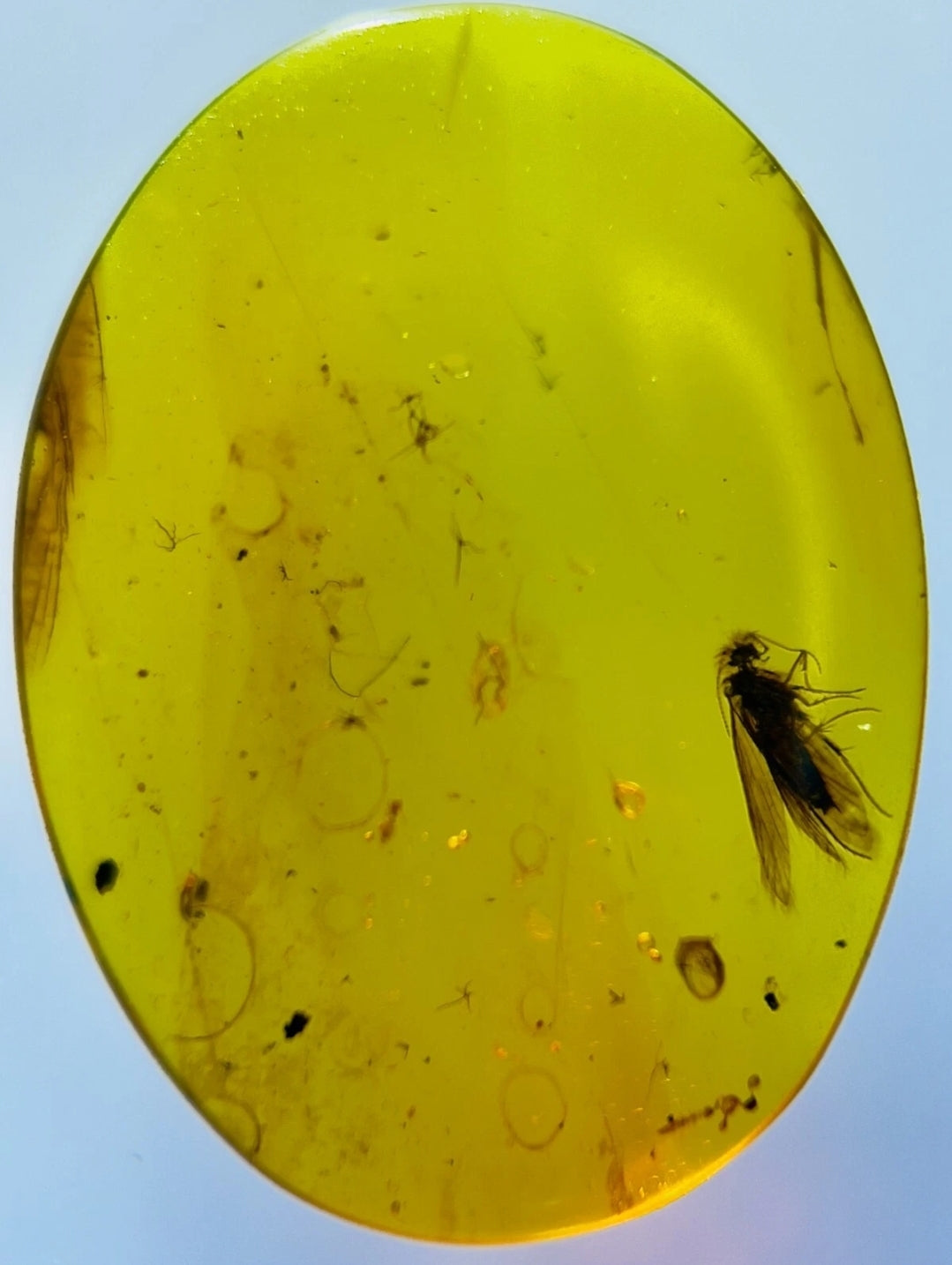 Stonefly in Burmese Amber