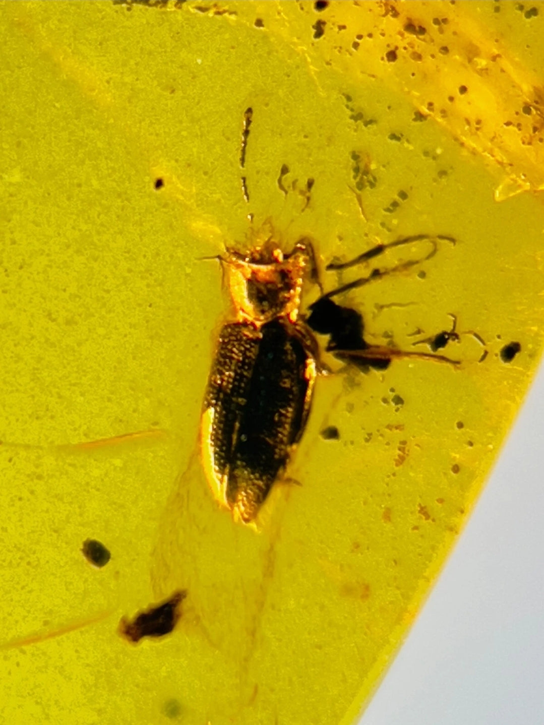 Spider And Flys in Burmese Amber