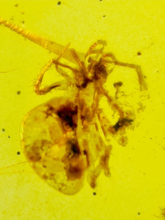 Spider And Flys in Burmese Amber