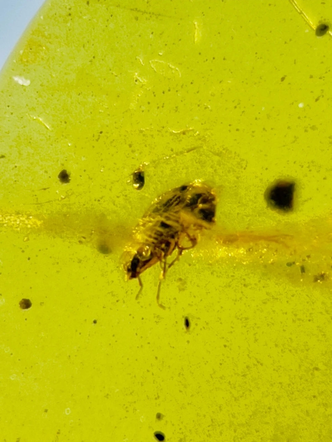 Spider And Flys in Burmese Amber