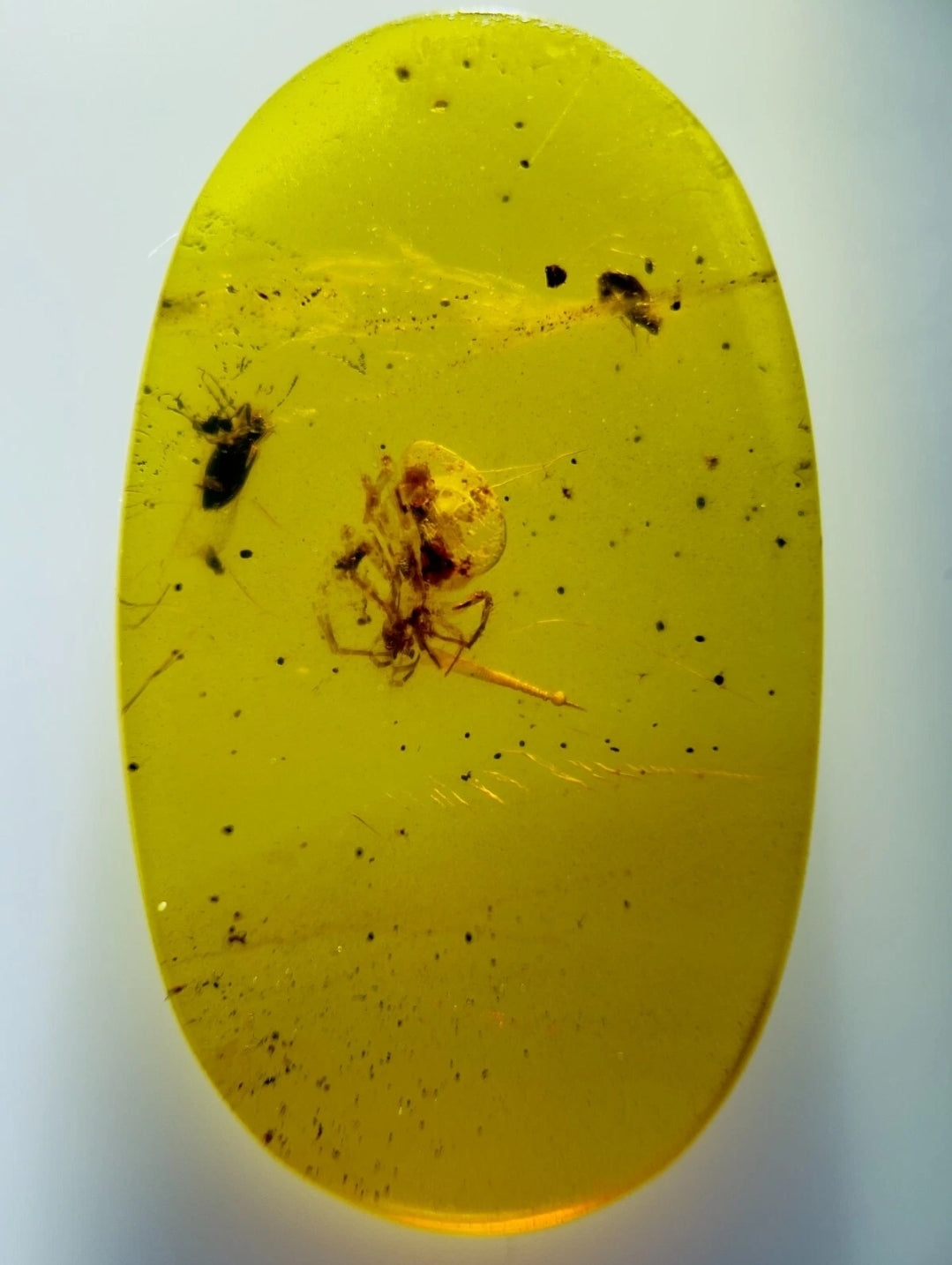 Spider And Flys in Burmese Amber