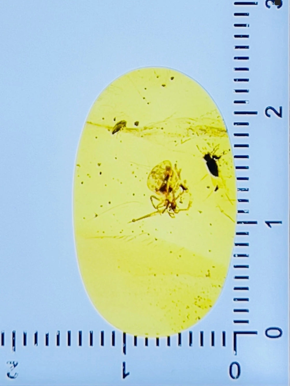Spider And Flys in Burmese Amber