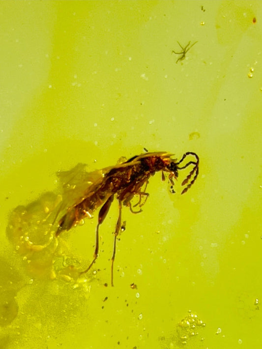 Paederus Beetle in Burmese Amber