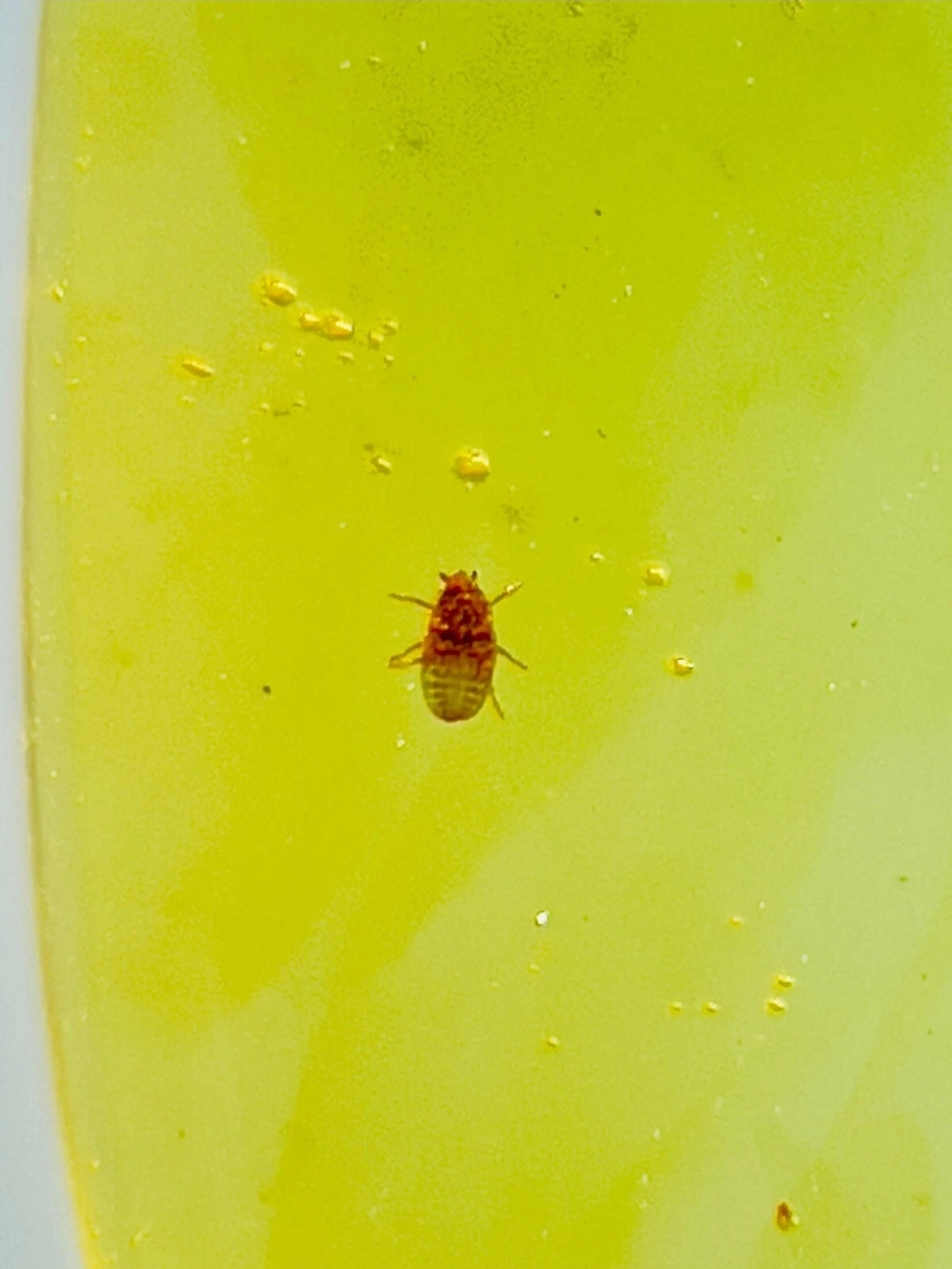 Paederus Beetle in Burmese Amber
