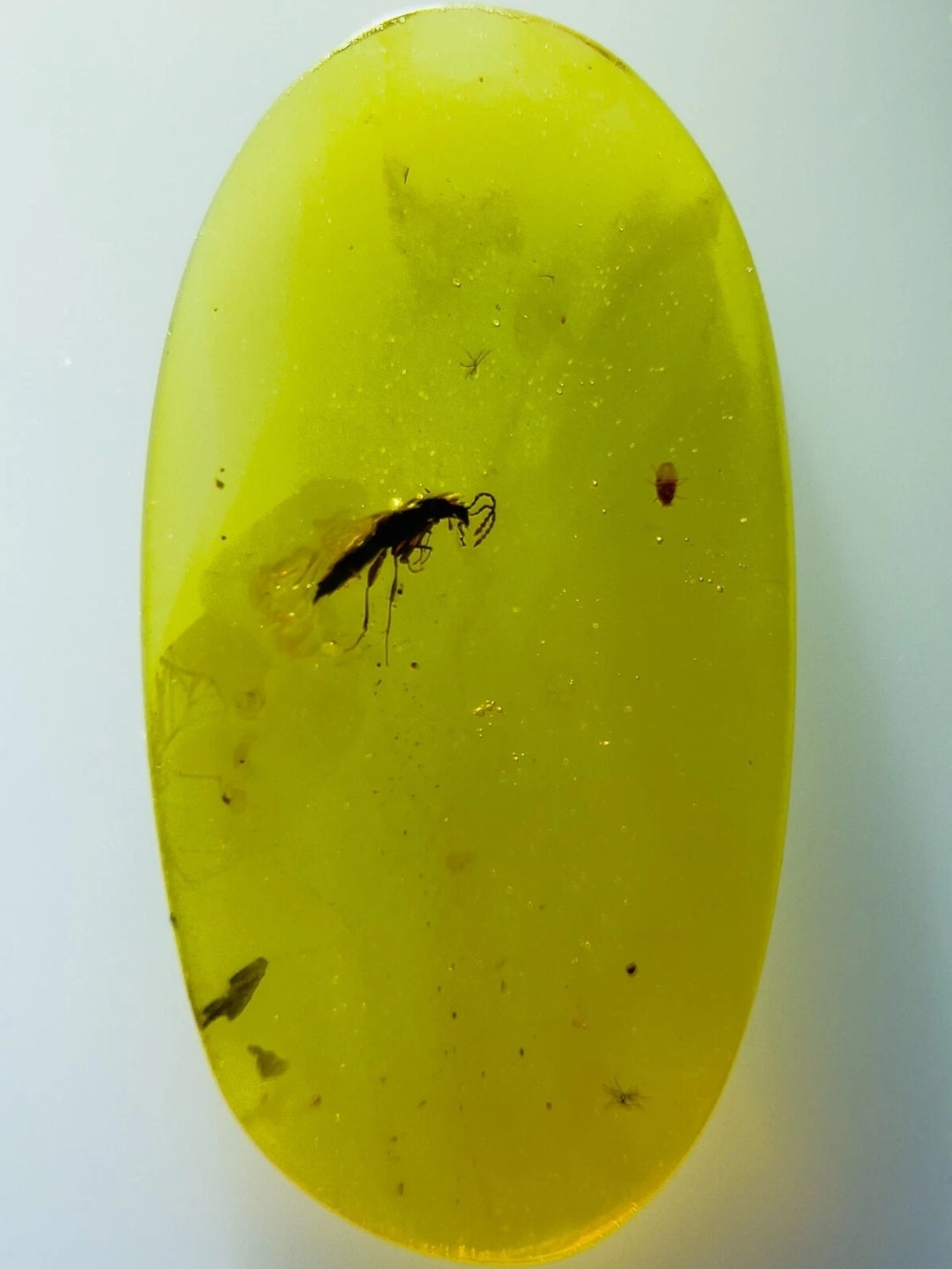 Paederus Beetle in Burmese Amber